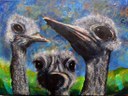 Three Ostriches